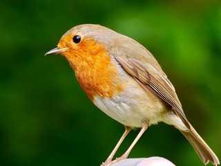 Portrait of a European robin.Robin is a small insectivorous passerine bird, that was formerly classified as a member of the thrush family (Turdidae).