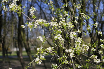 białe kwiaty na drzewach © Dagna