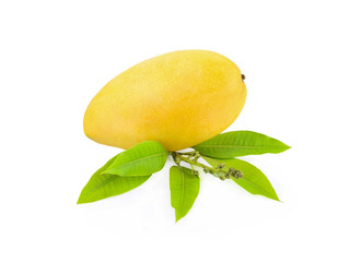mangoes isolated  on white background