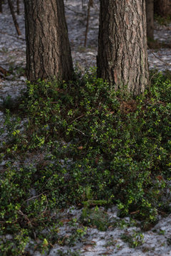 Thawed patch with bushes of cranberries on it.