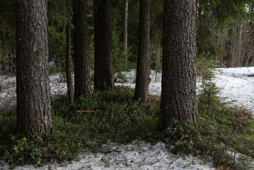 Fototapeta premium Thawed patch with bushes of cranberries on it.