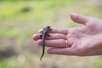 Small lizard in hand