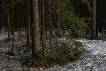 Taiga forest on a sunny spring day.