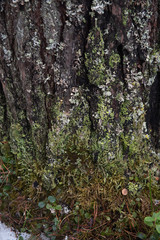 Macrophotography. Moss and lichen.