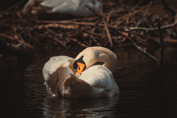 swan swims in the lake