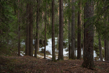 Taiga forest on a sunny spring day.