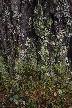 Macrophotography. Moss and lichen.