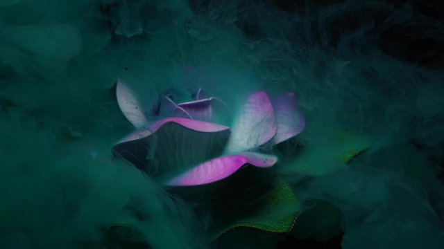 Lotus flowers and colors under the water on a black background