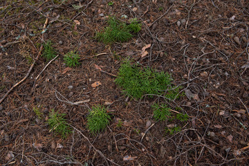 Macrophotography. Moss and lichen.