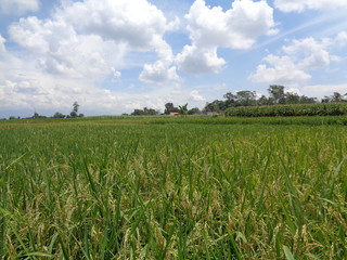 Beautiful view rice field with natural background