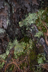 Macrophotography. Moss and lichen.