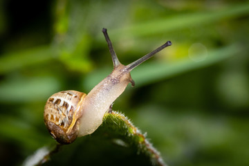 Nature macro photo of a snail on a green background