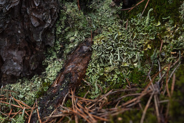 Macrophotography. Moss and lichen.