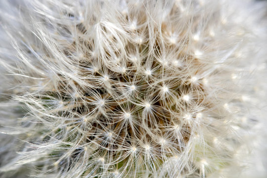 Macro close-up of dandelion seed head - Powered by Adobe