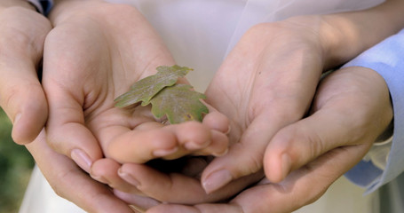 Oak sapling in hands. The leaves of rays of sunlight.
