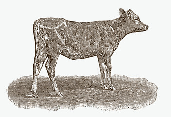 Calf of a historical dairy cow breed from the 19th century in side view