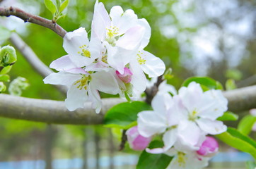 Blooming apple tree. Malus domestica