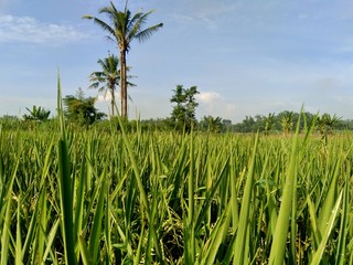 Beautiful view rice field with natural background