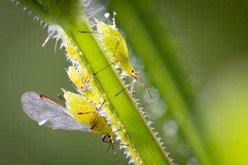 Macro photo of green aphids on a plant stem