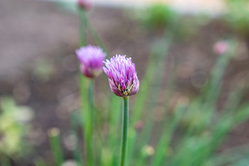 Blüte von Schnittlauch