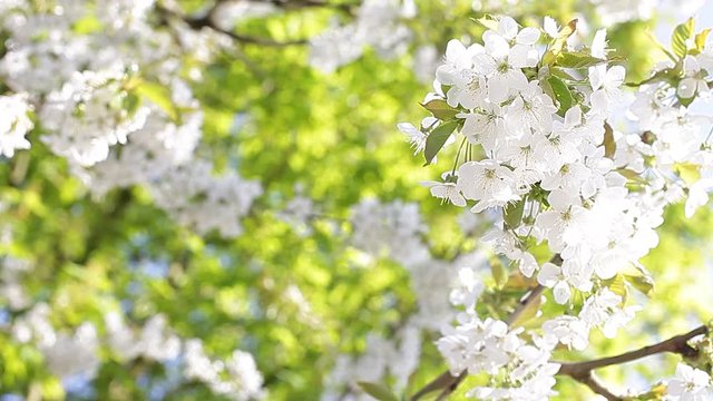 springtime