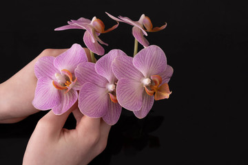 female hands holding pink orchids
