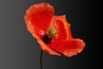red poppy flower
