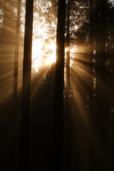 Light peaking through the forest trees
