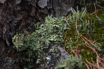 Macrophotography. Moss and lichen.