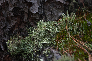 Macrophotography. Moss and lichen.