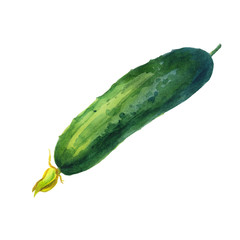 Watercolor illustration, cucumber. Hand drawn watercolor painting on white background. Isolated eco food illustration on white background.
