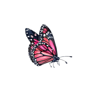 Watercolor monarch butterfly. Realistic pink insect painting isolated on white. Hand painted scientific illustrations. Detailed wings with black and white dots