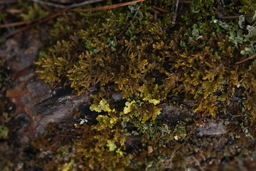 Macrophotography. Moss and lichen.