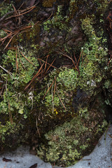 Macrophotography. Moss and lichen.
