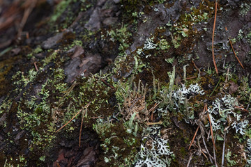 Macrophotography. Moss and lichen.