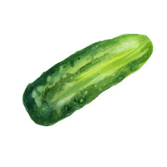 Watercolor illustration, cucumber. Hand drawn watercolor painting on white background. Isolated eco food illustration on white background.