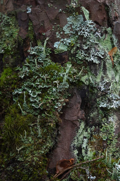 Macrophotography. Moss and lichen.