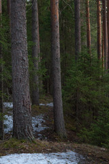 Taiga forest on a sunny spring day.