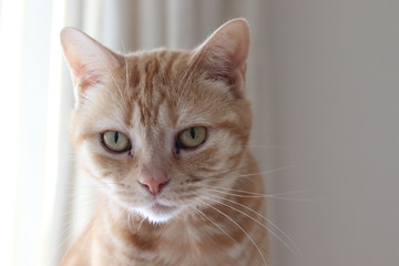 ホワイトバック猫アメリカンショートヘア