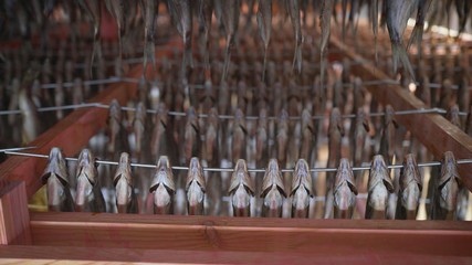 Mass drying of dried fish at a fish factory. Dried cod at a Norwegian fish factory