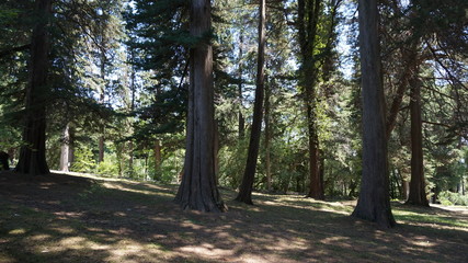 Park Arboretum of Sochi