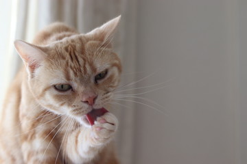 毛づくろい猫コピースペースアメリカンショートヘア