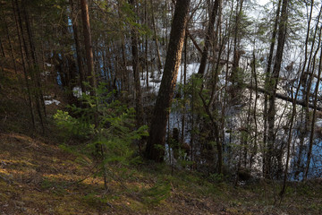 The shore of the forest lake in the spring