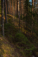 Spring forest at warm sunset.