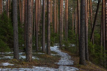 Spring forest at warm sunset.