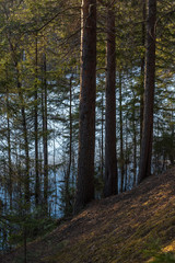 The shore of the forest lake in the spring