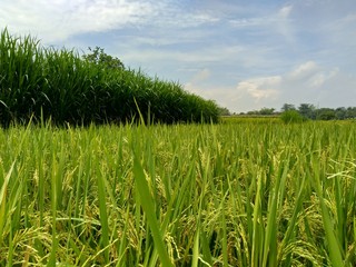 Beautiful view rice field with natural background