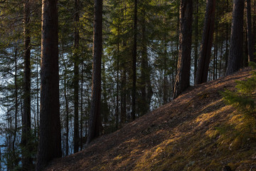 The shore of the forest lake in the spring