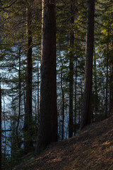 The shore of the forest lake in the spring