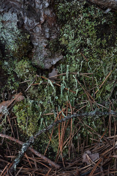 Macrophotography. Moss and lichen.